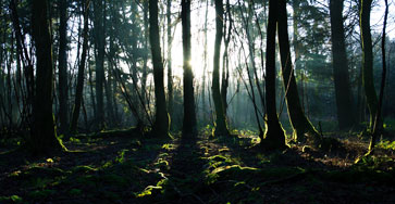Environment Environment